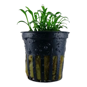 Cryptocoryne parva est la plus petite des cryptocoryne – Aquarez, votre boutique spécialisée en aquascaping et aquariophilie d'eau douce