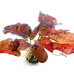 Nymphaea lotus 'Red' est une magnifique plante aquatique, colorée, et facile à maintenir. – Aquarez, votre boutique spécialisée en aquascaping et aquariophilie d'eau douce