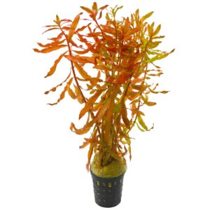 Ammannia crassicaulis est une belle plante d'aquarium assez difficile à maintenir. – Aquarez, votre boutique spécialisée en aquascaping et aquariophilie d'eau douce