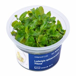 Ludwigia sphaerocarpa 'Pilosa' est une plante aquatique de couleur – Aquarez, votre boutique spécialisée en aquascaping et aquariophilie d'eau douce