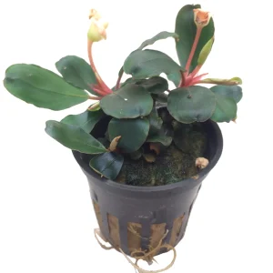 Bucephalandra sp red est une plante epiphyte pour aquarium et terrarium. – Aquarez, votre boutique spécialisée en aquascaping et aquariophilie d'eau douce