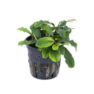 Bucephalandra sp bukit kelam est une plante epiphyte pour aquarium et terrarium. – Aquarez, votre boutique spécialisée en aquascaping et aquariophilie d'eau douce