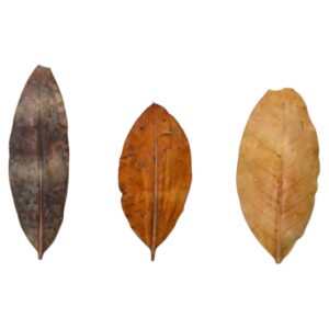 MarcDel - Feuilles de Mangrove. Feuilles de palétuvier