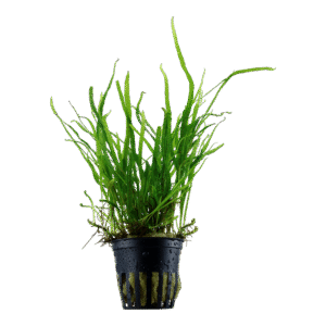 Microsorum pteropus 'Trident' est une plante epiphyte. – Aquarez, votre boutique spécialisée en aquascaping et aquariophilie d'eau douce