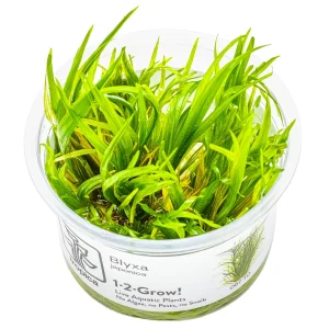 Blyxa Japonica est une plante aquatique – Aquarez, votre boutique spécialisée en aquascaping et aquariophilie d'eau douce