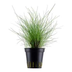 Eleocharis Parvula est une plante aquatique gazonnante – Aquarez, votre boutique spécialisée en aquascaping et aquariophilie d'eau douce