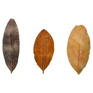 MarcDel - Feuilles de Mangrove. Feuilles de palétuvier – Aquarez, votre boutique spécialisée en aquascaping et aquariophilie d'eau douce