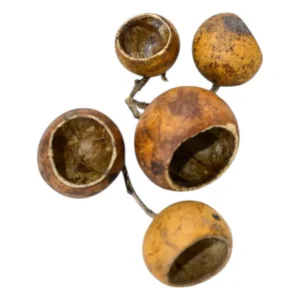 MarcDel - Gousse de Kuchipal : La Gousse de Kuchipal, issue de l'arbre Strychnos sp, est une petite gousse de 3 à 5cm environ, de couleur brun claire. Elle sera aussi parfaite en Terrarium. N'hésitez pas à nous préciser la taille (plutôt petite ou assez grosse) lors de votre commande ! – Aquarez, votre boutique spécialisée en aquascaping et aquariophilie d'eau douce