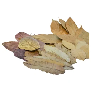 MarcDel - Litière de feuilles premium pour recréer un aquarium biotope – Aquarez, votre boutique spécialisée en aquascaping et aquariophilie d'eau douce