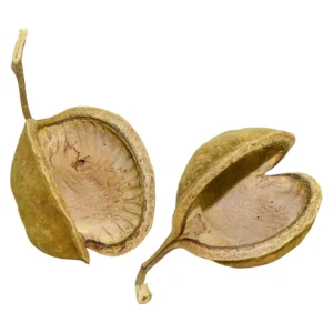 MarcDel noix de buddha idéal pour former des cachettes. Cette noix est aussi un antifongique naturel. – Aquarez, votre boutique spécialisée en aquascaping et aquariophilie d'eau douce