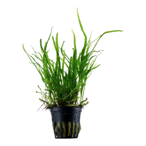 Microsorum pteropus 'Trident' est une plante epiphyte. – Aquarez, votre boutique spécialisée en aquascaping et aquariophilie d'eau douce