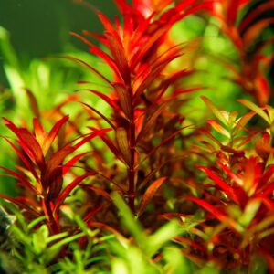 Rotala Blood Red est une plante aquatique très rouge – Aquarez, votre boutique spécialisée en aquascaping et aquariophilie d'eau douce