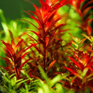 Rotala Blood Red est une plante aquatique très rouge – Aquarez, votre boutique spécialisée en aquascaping et aquariophilie d'eau douce