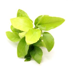 Anubia nana var 'Gold' est une très belle plante epiphyte. – Aquarez, votre boutique spécialisée en aquascaping et aquariophilie d'eau douce