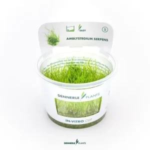 Amblystegium Serpens mousse pour aquarium – Aquarez, votre boutique spécialisée en aquascaping et aquariophilie d'eau douce