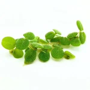 Salvinia minima est une plante flottante. – Aquarez, votre boutique spécialisée en aquascaping et aquariophilie d'eau douce