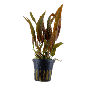 Cryptocoryne Usteriana est une des plus grande cryptocoryne. Elle peut atteidnre 50cm et plus – Aquarez, votre boutique spécialisée en aquascaping et aquariophilie d'eau douce