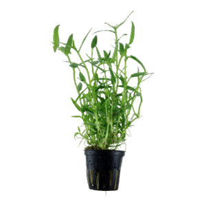 Murdannia Keisak est une plante aquatique asiatique – Aquarez, votre boutique spécialisée en aquascaping et aquariophilie d'eau douce