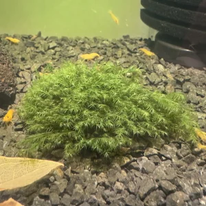 Fissidens Fontanus est une mousse aquatique. Compliqué à maintenir, il lui faudra du co2 et une forte lumière. – Aquarez, votre boutique spécialisée en aquascaping et aquariophilie d'eau douce