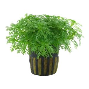 Hottonia Palustris est une belle petite plante d'aquarium – Aquarez, votre boutique spécialisée en aquascaping et aquariophilie d'eau douce