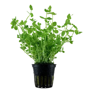 Lindernia Rotundifolia plate aquatique facile – Aquarez, votre boutique spécialisée en aquascaping et aquariophilie d'eau douce