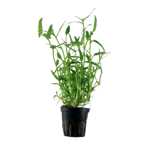 Murdannia Keisak est une plante aquatique asiatique – Aquarez, votre boutique spécialisée en aquascaping et aquariophilie d'eau douce