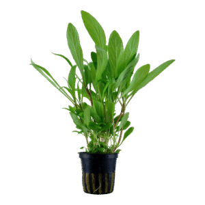 Hygrophila Costata est une plante aquatique d'Amérique du sud. – Aquarez, votre boutique spécialisée en aquascaping et aquariophilie d'eau douce