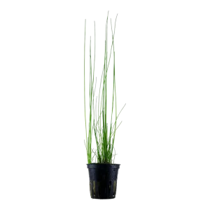 Eleocharis montevidensis Eleocharis Montevidensis est une magnifique plante d'arrière plan. – Aquarez, votre boutique spécialisée en aquascaping et aquariophilie d'eau douce