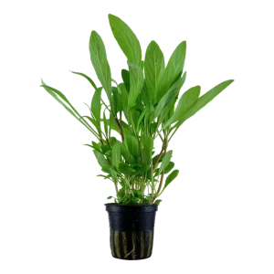 Hygrophila Costata est une plante aquatique d'Amérique du sud. – Aquarez, votre boutique spécialisée en aquascaping et aquariophilie d'eau douce