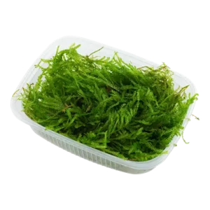 Vesicularia ferriei 'Weeping Moss' est une belle mousse retombante – Aquarez, votre boutique spécialisée en aquascaping et aquariophilie d'eau douce