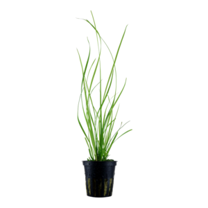 Cyperus Helferi est une très belle plante aquatique venant d'Asie – Aquarez, votre boutique spécialisée en aquascaping et aquariophilie d'eau douce