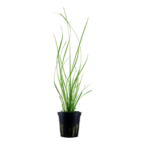 Cyperus Helferi est une très belle plante aquatique venant d'Asie – Aquarez, votre boutique spécialisée en aquascaping et aquariophilie d'eau douce