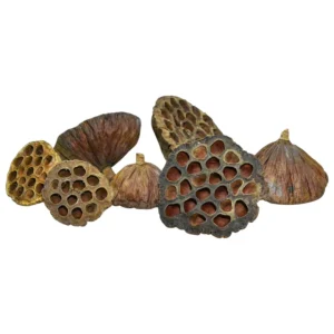 Marc Del Catappa - Cosse de Lotus S – Aquarez, votre boutique spécialisée en aquascaping et aquariophilie d'eau douce