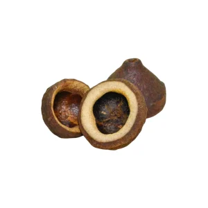 Marc Del Catappa - Gousse De Sapucaia produit naturel – Aquarez, votre boutique spécialisée en aquascaping et aquariophilie d'eau douce