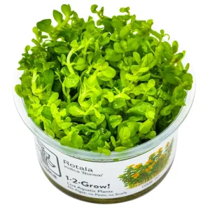 Rotala indica 'Bonsai' est une plante aquatique très belle avec des feuilles ronde – Aquarez, votre boutique spécialisée en aquascaping et aquariophilie d'eau douce
