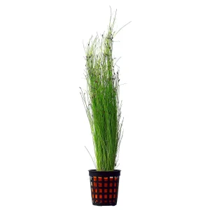 Eleocharis Vivipara est une plante de type graminée idéale pour l'arrière plan. – Aquarez, votre boutique spécialisée en aquascaping et aquariophilie d'eau douce