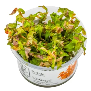 Rotala macranda est une magnifique plante rouge aquatique – Aquarez, votre boutique spécialisée en aquascaping et aquariophilie d'eau douce