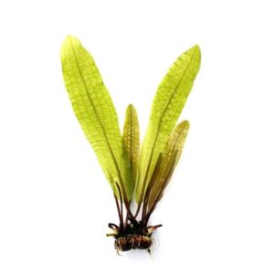 Aponogeton Boivinianus est une super plante en bulbe – Aquarez, votre boutique spécialisée en aquascaping et aquariophilie d'eau douce