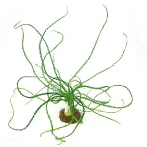 Crinum Calamistratum est une plante dites 'oignon' pour aquarium. – Aquarez, votre boutique spécialisée en aquascaping et aquariophilie d'eau douce