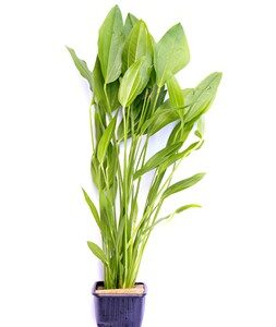 Echinodorus Argentinensis XL est une magnifique plante d'arrière plan. – Aquarez, votre boutique spécialisée en aquascaping et aquariophilie d'eau douce