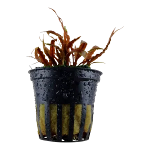 Cryptocoryne albida 'Brown' est une plante aquatique colorée – Aquarez, votre boutique spécialisée en aquascaping et aquariophilie d'eau douce