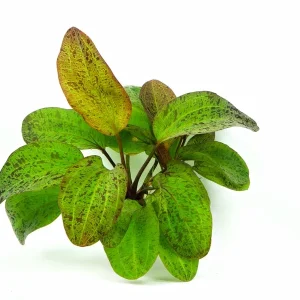 Echinodorus Ozelot est une très belle echinodorus – Aquarez, votre boutique spécialisée en aquascaping et aquariophilie d'eau douce