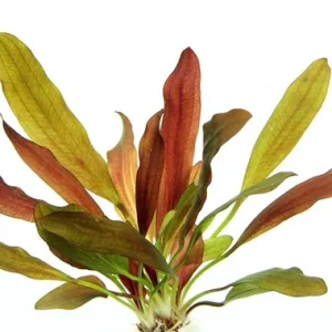 Echinodorus 'Red Chameleon' est une belle echinodorus – Aquarez, votre boutique spécialisée en aquascaping et aquariophilie d'eau douce