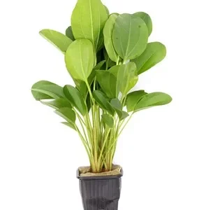 Echinodorus 'Small Bear'est une magnifique echinodorus aux feuilles rouge intense une fois imergé. – Aquarez, votre boutique spécialisée en aquascaping et aquariophilie d'eau douce