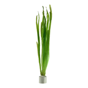 Vallisneria americana 'Natans' est une magnifique plante d'arrière plan. Très facile à maintenir. – Aquarez, votre boutique spécialisée en aquascaping et aquariophilie d'eau douce