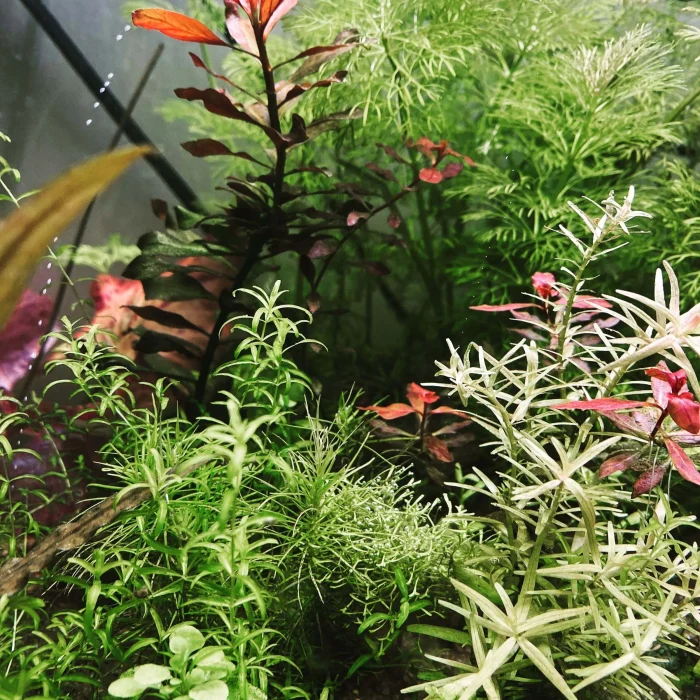 Exemple de réussite d'un aquarium planté sans CO2 par Aquarez plante aquarium – Aquarez, votre boutique spécialisée en aquascaping et aquariophilie d'eau douce