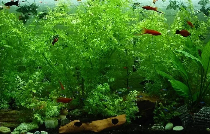 Plantes aquarium ombre faible lumière Anubias Java Fern – Aquarez, votre boutique spécialisée en aquascaping et aquariophilie d'eau douce