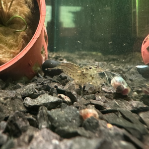 Caridina Multidentata Japonica