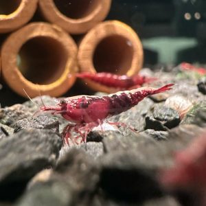 Crevette Neocaridina Davidi Bloody Mary