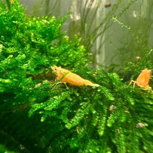 Crevette Neocaridina Davidi Crested Cream